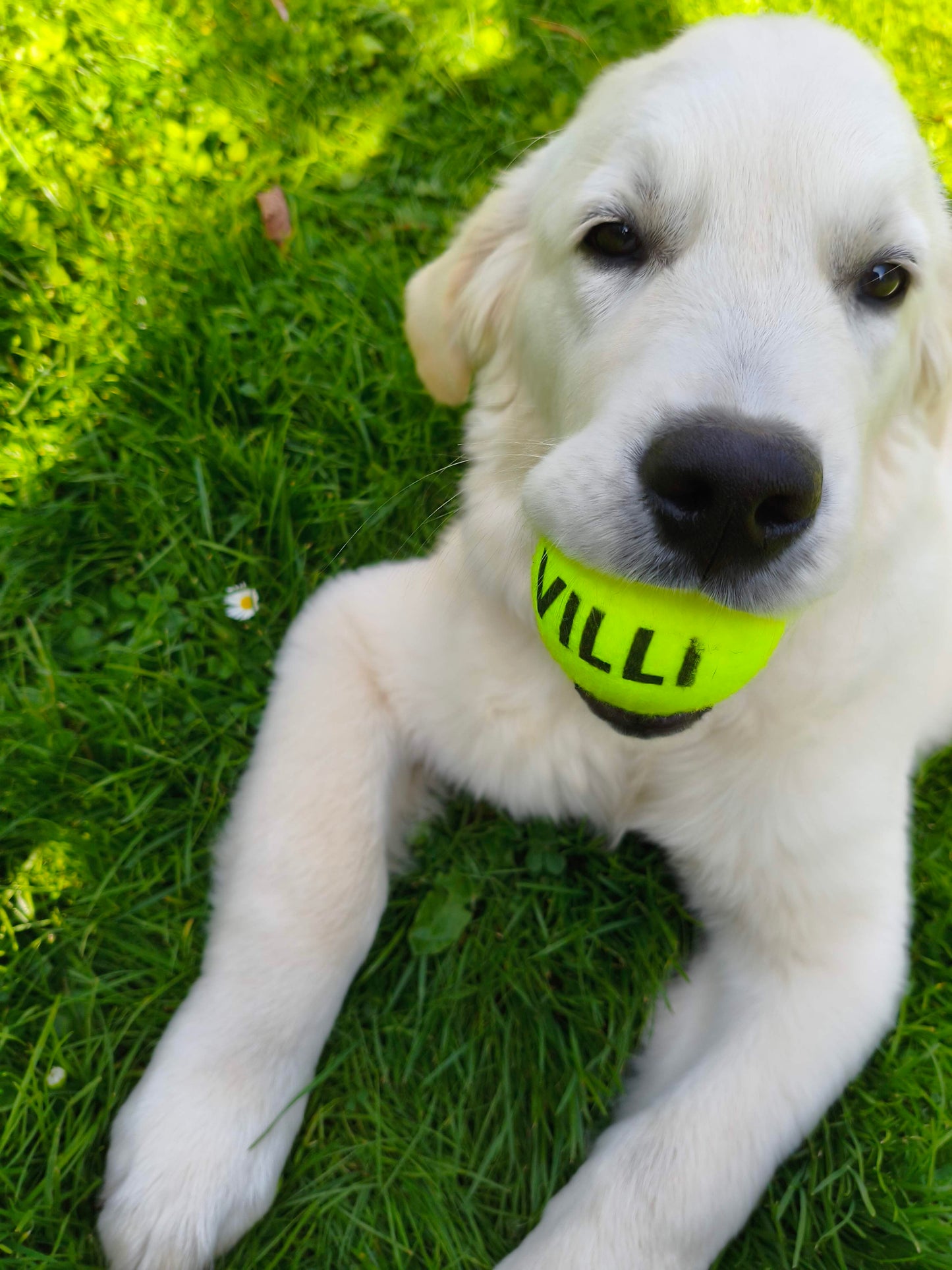 Nimega lemmiklooma pall