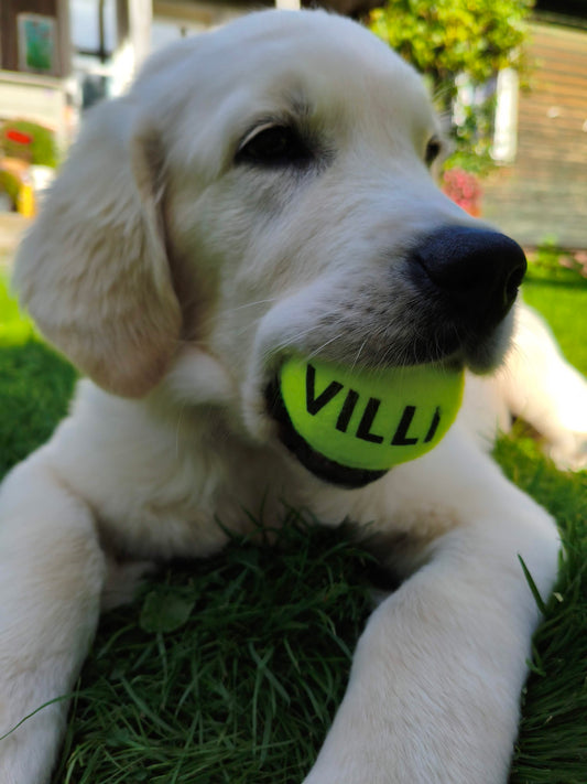 Nimega lemmiklooma pall