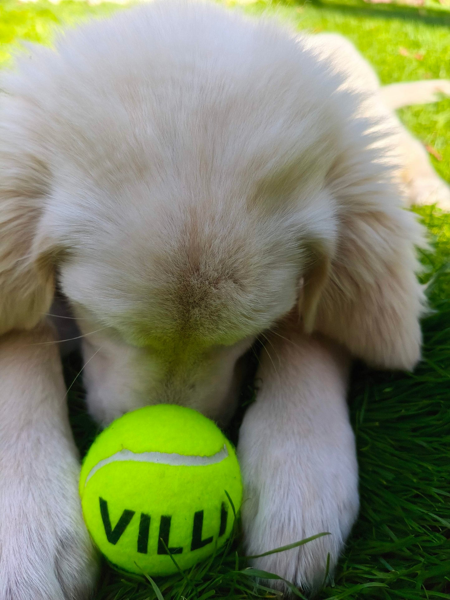 Nimega lemmiklooma pall