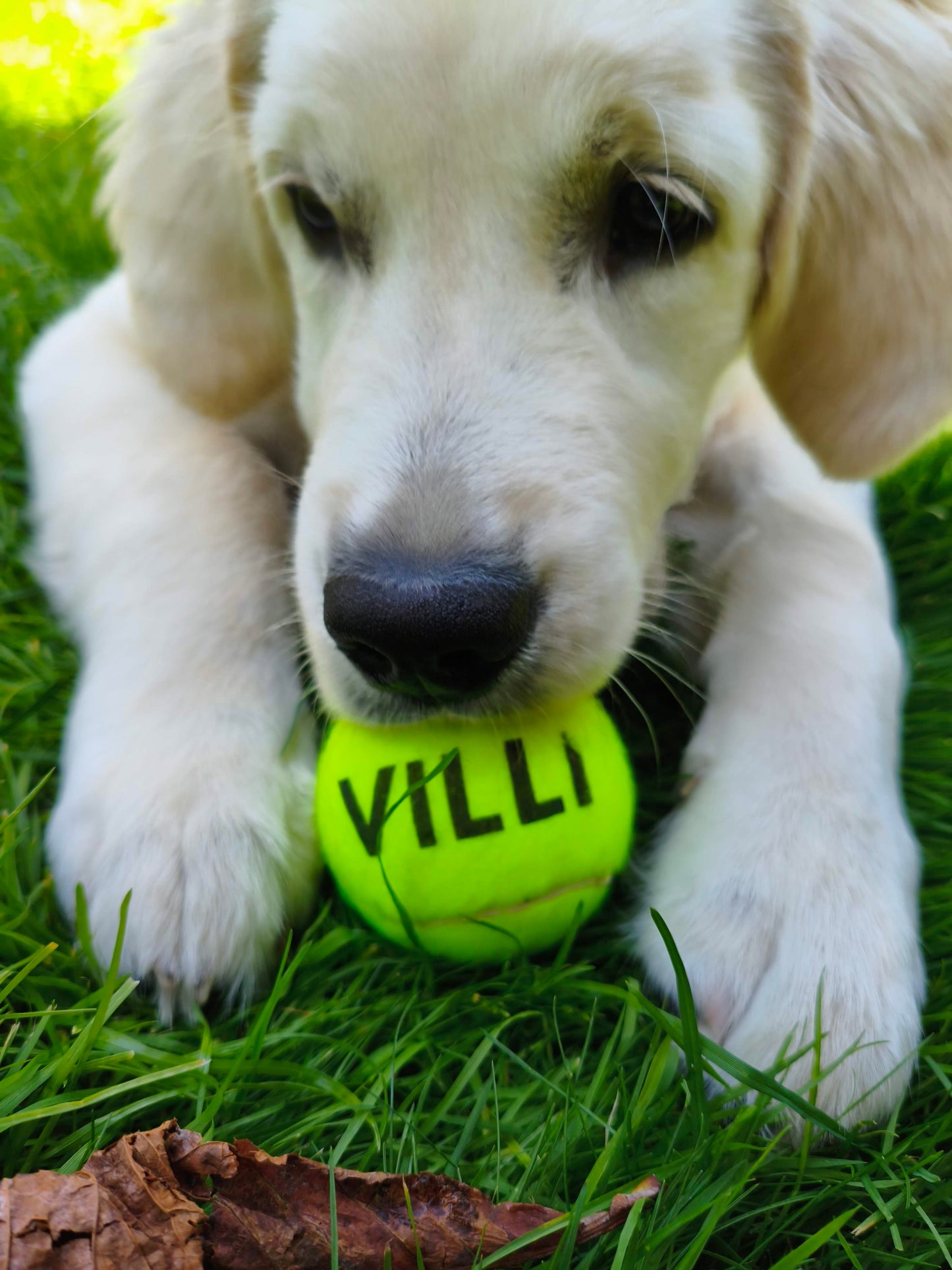 Nimega lemmiklooma pall